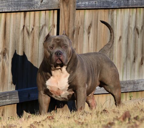 xxl american bully|More.